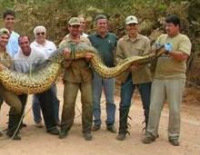 aremonra